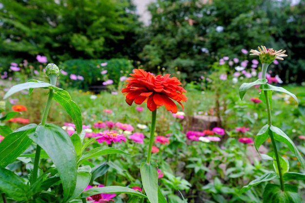 Fiori autunnali luminosi