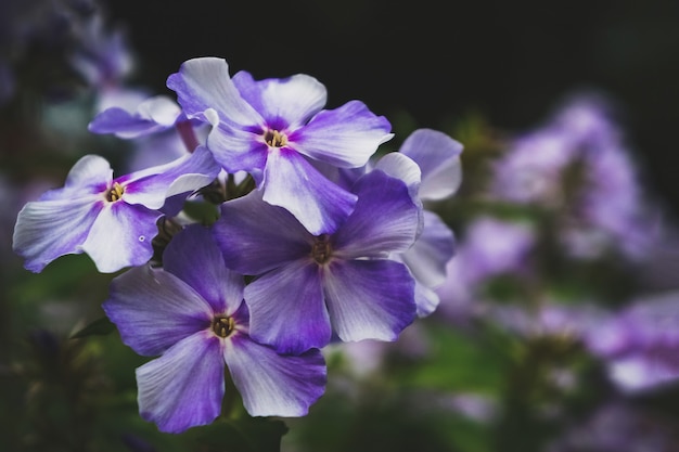 Fiori autunnali Phlox Fiori lilla su uno sfondo scuro