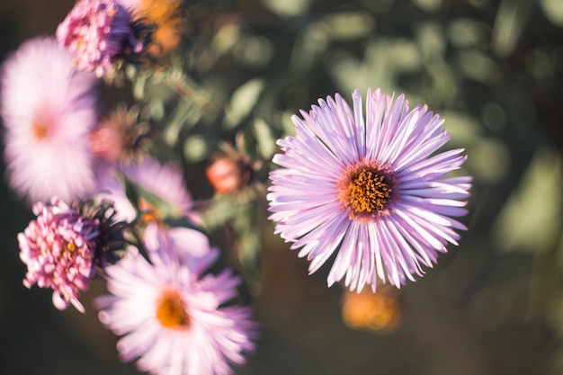 Fiori autunnali viola chiaro