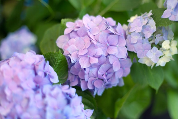 Fiori azzurri freschi di hortensia e sfondo di foglie verdi