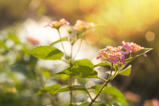 Fiori belli con la luce del sole con sfocatura dello sfondo