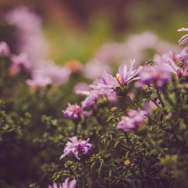 Fiori belli e colorati sullo sfondo del sole del mattino