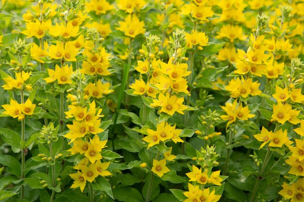 Fiori belli e luminosi in un giardino