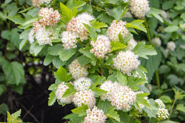 Fiori bianchi a cespuglio del pemfigo a foglie di viburno, sfondo naturale naturale.