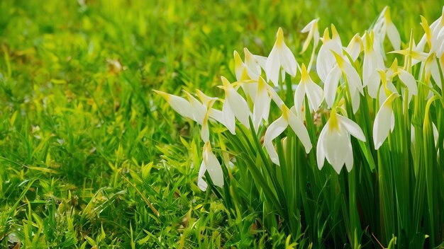 Fiori bianchi a destra per la primavera