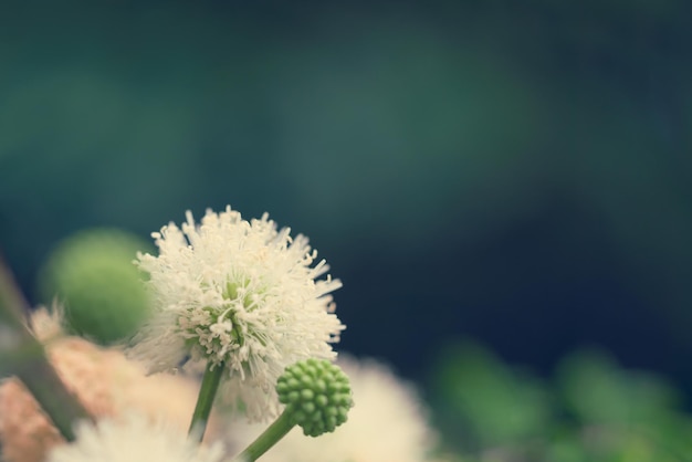 Fiori bianchi a forma di sfera tra foglie verdi