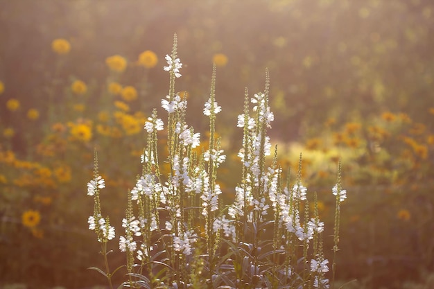 fiori bianchi al sole