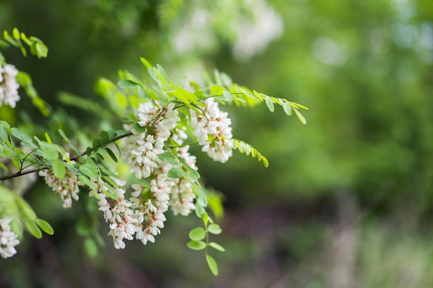 Fiori bianchi albero acacia Grappoli fioriti di acacia Miele pianta primaverile Raccogli il nettare Pianta con miele sano e delizioso