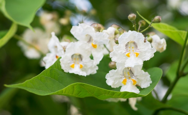 Fiori bianchi albero di catalpa meridionale 2