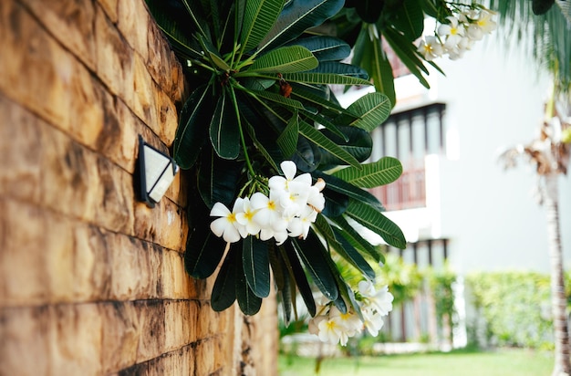 fiori bianchi appesi a un recinto di mattoni