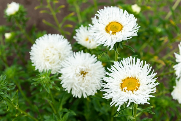 Fiori bianchi astras che crescono in giardino.