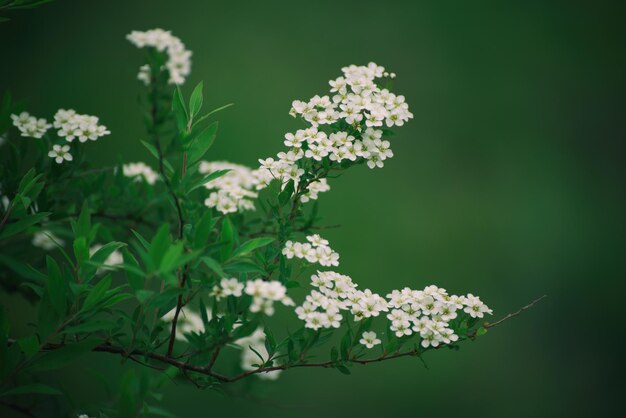 Fiori bianchi che sbocciano in primavera o in estate, sfondo vintage naturale