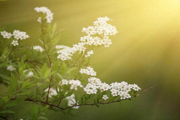 Fiori bianchi che sbocciano in primavera o in estate sfondo vintage naturale