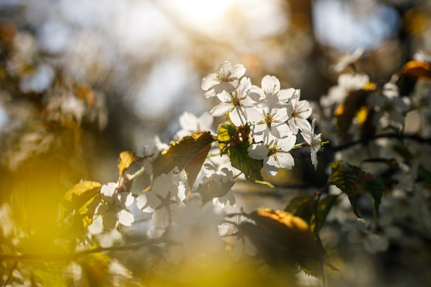 Fiori bianchi che sbocciano sul ramo. Sfondo di primavera.