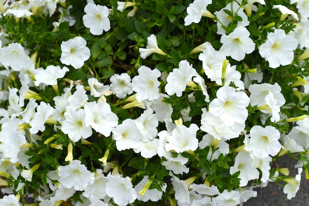 Fiori bianchi classici della petunia che crescono nell'estremo oriente russo