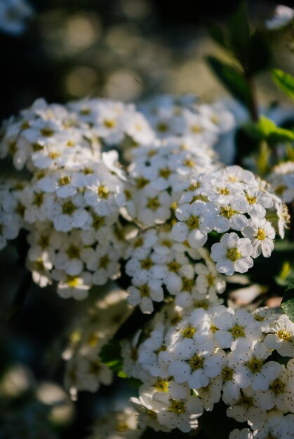 fiori bianchi con centri gialli su di essi, i fiori sono bianchi.