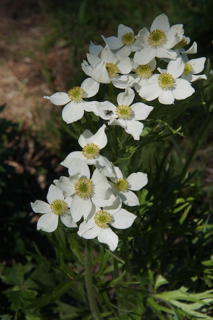 Fiori bianchi con centro giallo