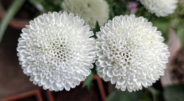 Fiori bianchi con molti petali