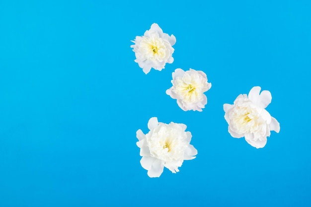 Fiori bianchi con petali che galleggiano su sfondo blu