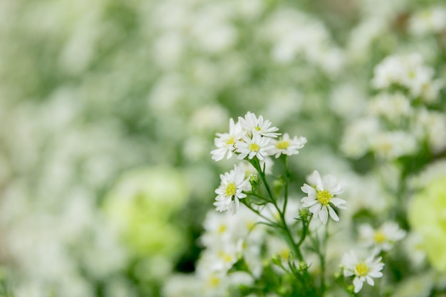 Fiori bianchi con sfondo bokeh