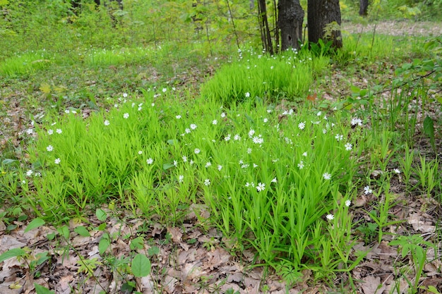 fiori bianchi con steli verdi freschi sotto l'albero