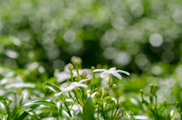 Fiori bianchi contro fondo vago verde.