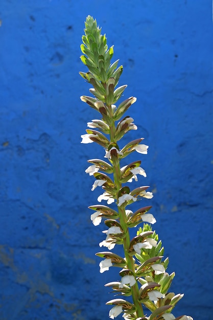 Fiori bianchi contro il muro ruvido blu vivido