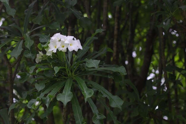 fiori bianchi crescono su un albero