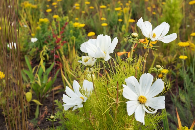 Fiori bianchi da giardino di Cosmea