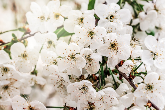 Fiori bianchi del fiore di melo che sbocciano in primavera, tempo di pasqua contro uno sfondo naturale del giardino sfocato. Avvicinamento. Messa a fuoco selettiva..