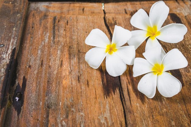 Fiori bianchi del frangipane (plumeria) sul fondo di legno del pavimento