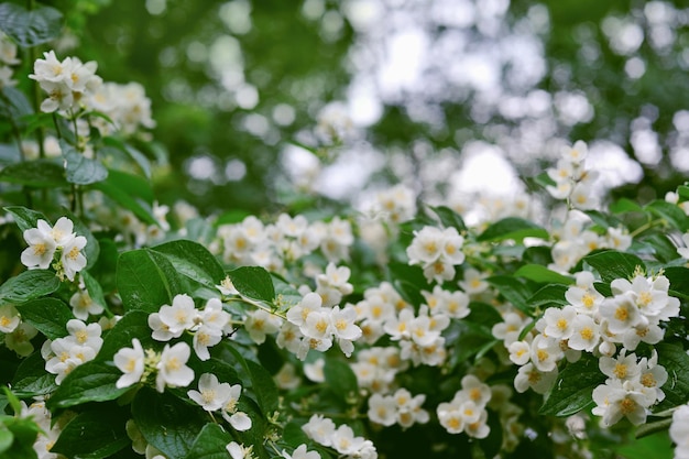 Fiori bianchi del gelsomino su un albero con le gocce di rugiada