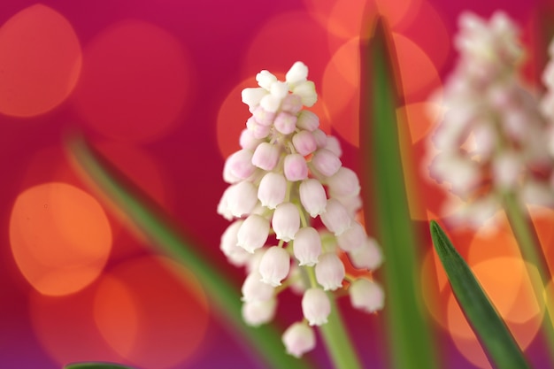 Fiori bianchi del Muscari su rosa-porpora con il fondo giallo del bokeh