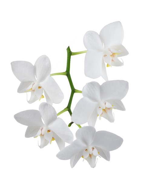 fiori bianchi dell'orchidea di phalaenopsis su un gambo, isolati
