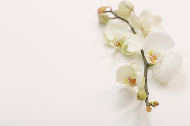 Fiori bianchi dell'orchidea su fondo bianco