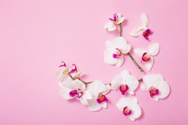 Fiori bianchi dell'orchidea su fondo di carta rosa