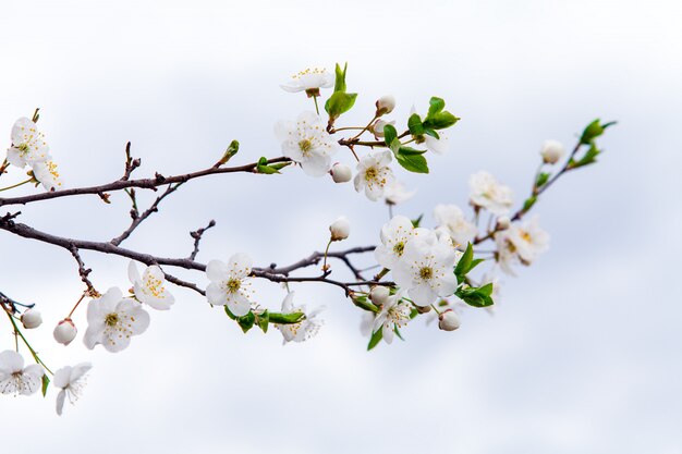 Fiori bianchi della ciliegia ad una luce solare in primavera