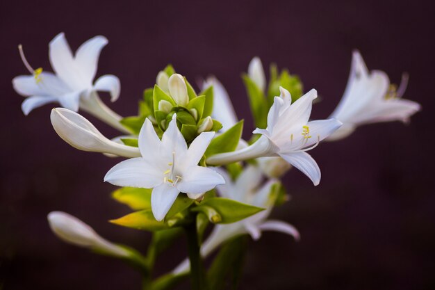 Fiori bianchi della hosta su un buio