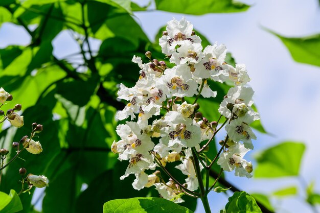 Fiori bianchi della pianta catalpa bignonioides conosciuta come cigare catalpa meridionale o legno di fagioli indiano