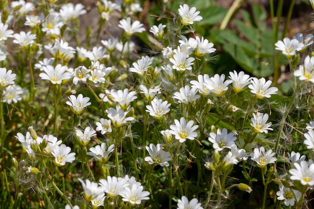 Fiori bianchi della pianta in estate