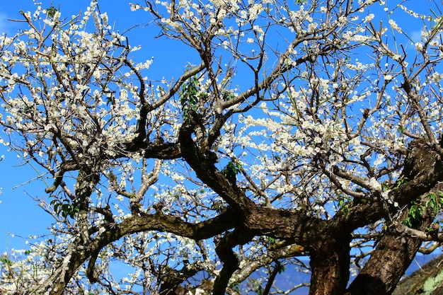 fiori bianchi della prugna che sbocciano sui rami con il fondo del cielo blu