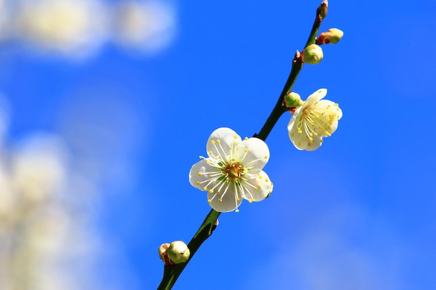 fiori bianchi della prugna che sbocciano sul ramo