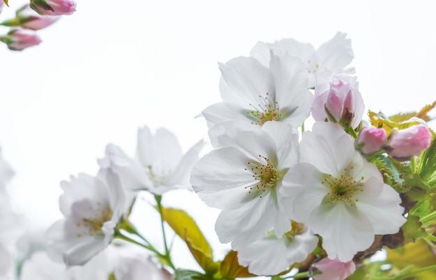 Fiori bianchi di alberi da frutto che sbocciano in primavera ramo di albero fiori soft focus sfondo floreale copia spazio