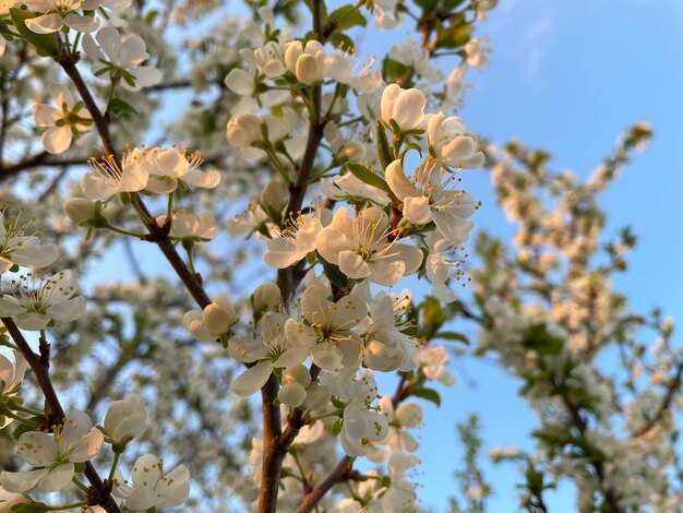 Fiori bianchi di alberi in fiore nel giardino primaverile