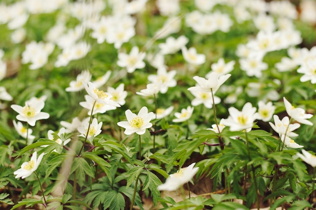 Fiori bianchi di anemone di legno nella foresta, piccola profondità di messa a fuoco. Anemonoides nemorosa o Anemone nemorosa è un bel fiore primaverile dei boschi.