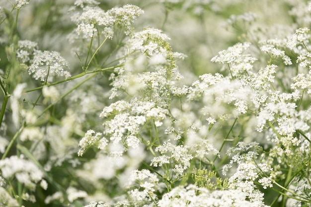 Fiori bianchi di Anthriscus sylvestris closeup su sfondo verde