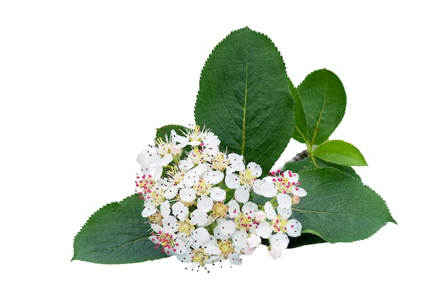 Fiori bianchi di aronia isolati su sfondo bianco