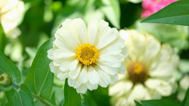 Fiori bianchi di bellissimi crisantemi in natura in giardino