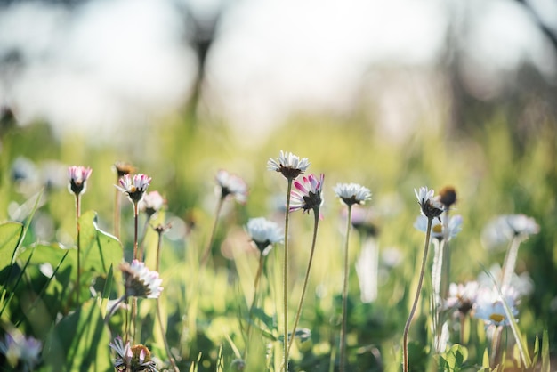 Fiori bianchi di camomilla o margherita su sfondo estivo di erba verde