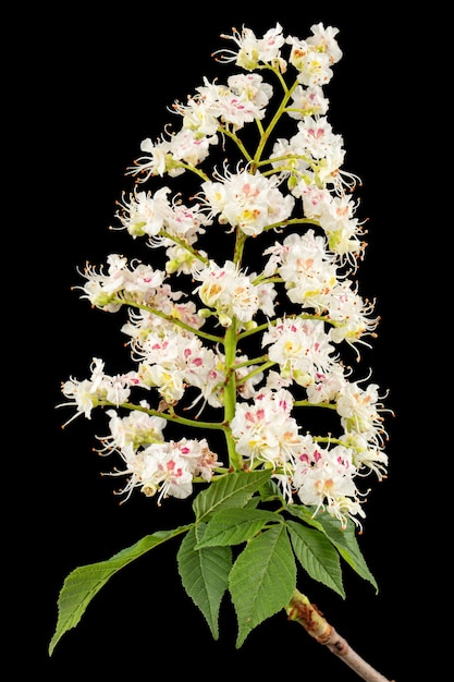 Fiori bianchi di castagno e foglia Aesculus hippocastanum isolati su sfondo nero